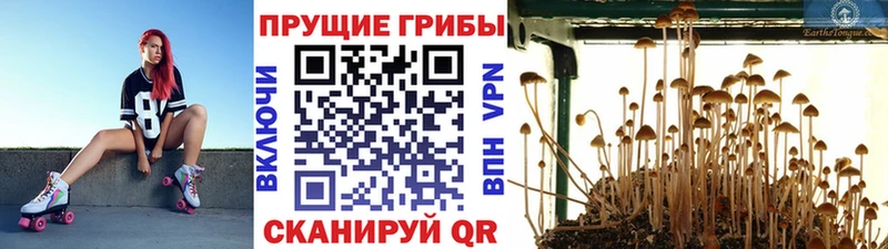 Галлюциногенные грибы MAGIC MUSHROOMS  Купить закладки  Нягань 